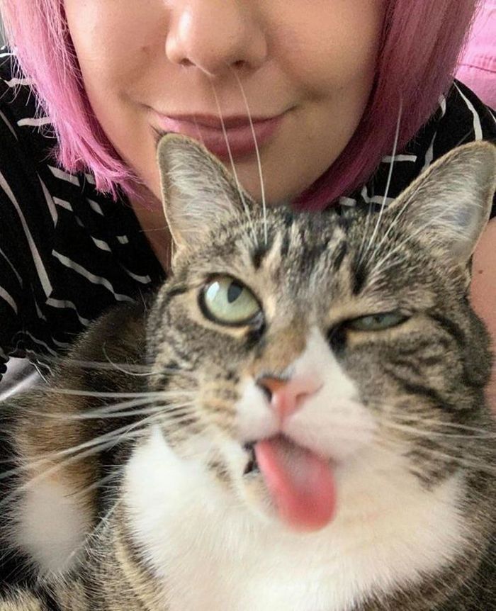 16 gatos que só querem ficar perfeitamente sozinho 13 16 gatos que só querem ficar perfeitamente sozinho 13