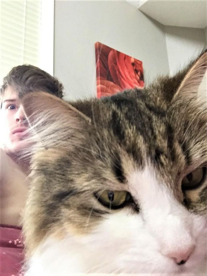 16 gatos que só querem ficar perfeitamente sozinho 16 16 gatos que só querem ficar perfeitamente sozinho 16