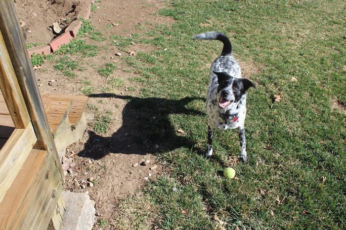 23 pessoas viram gatos em lugares inesperados e decidiram tirar fotos 4