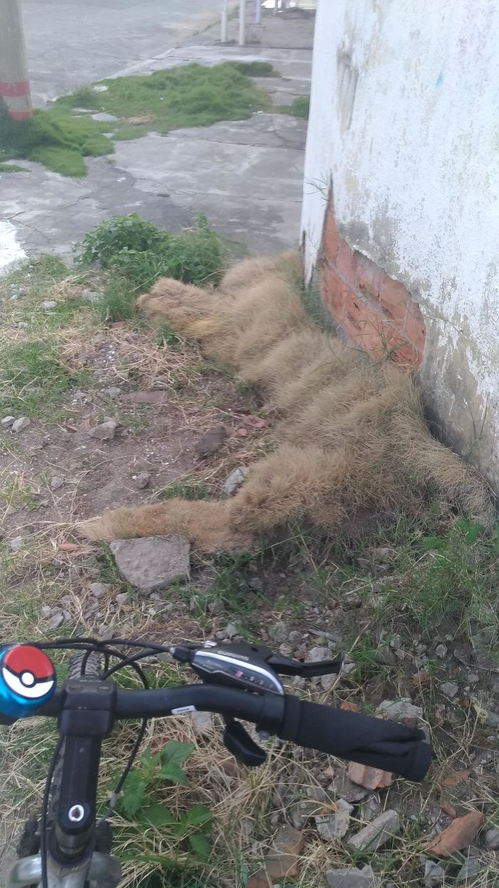 23 pessoas viram gatos em lugares inesperados e decidiram tirar fotos 12