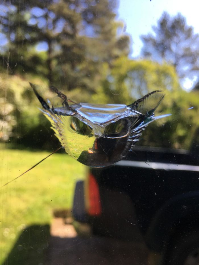 23 pessoas viram gatos em lugares inesperados e decidiram tirar fotos 16