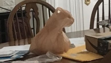 23 pessoas viram gatos em lugares inesperados e decidiram tirar fotos 22