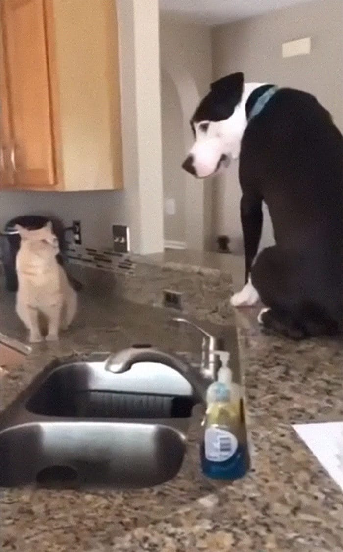 Pit Bull que pensa que é um gato 5