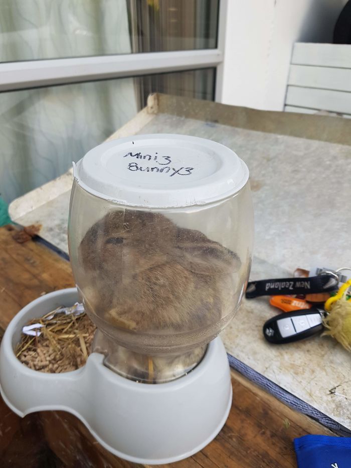 40 pobre animais que não tiveram sorte na hora de comer 1