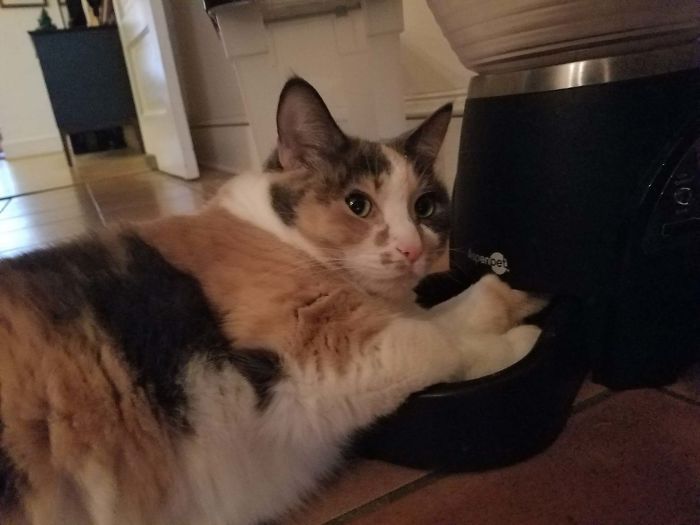 40 pobre animais que não tiveram sorte na hora de comer 5