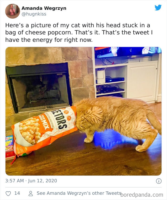 40 pobre animais que não tiveram sorte na hora de comer 10