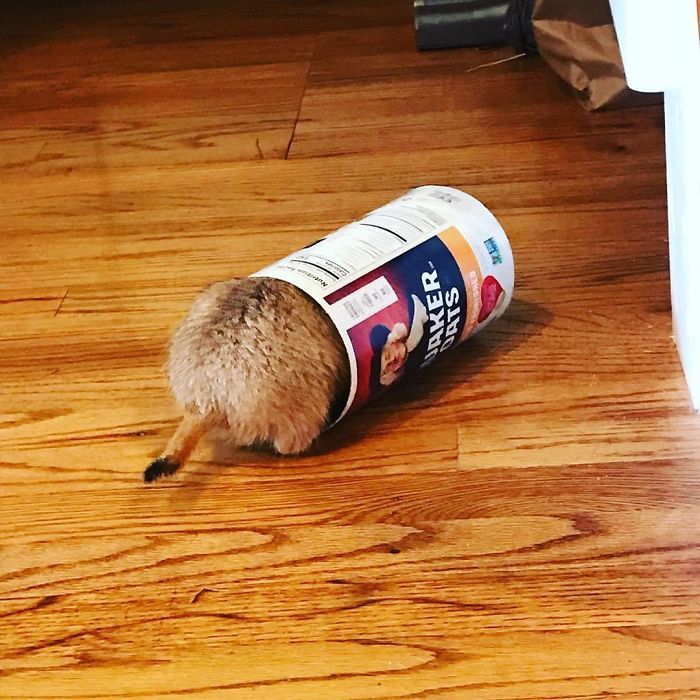 40 pobre animais que não tiveram sorte na hora de comer 12