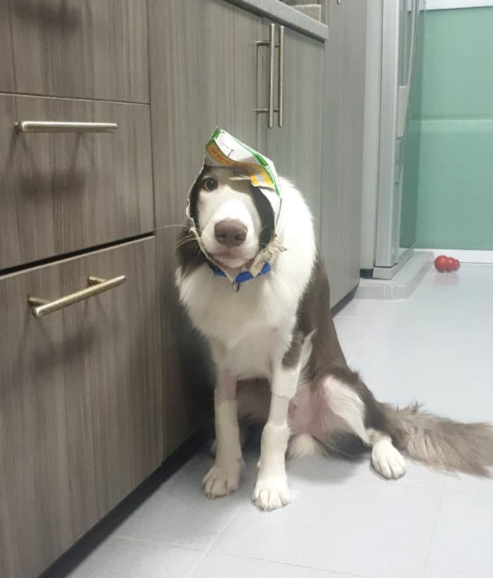 40 pobre animais que não tiveram sorte na hora de comer 13