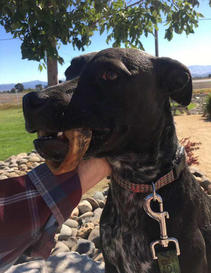 40 pobre animais que não tiveram sorte na hora de comer 20