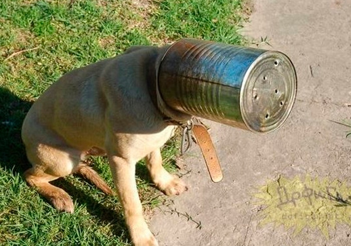 40 pobre animais que não tiveram sorte na hora de comer 21