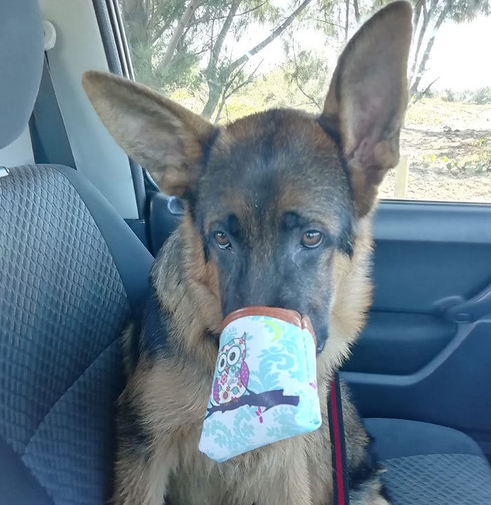 40 pobre animais que não tiveram sorte na hora de comer 24