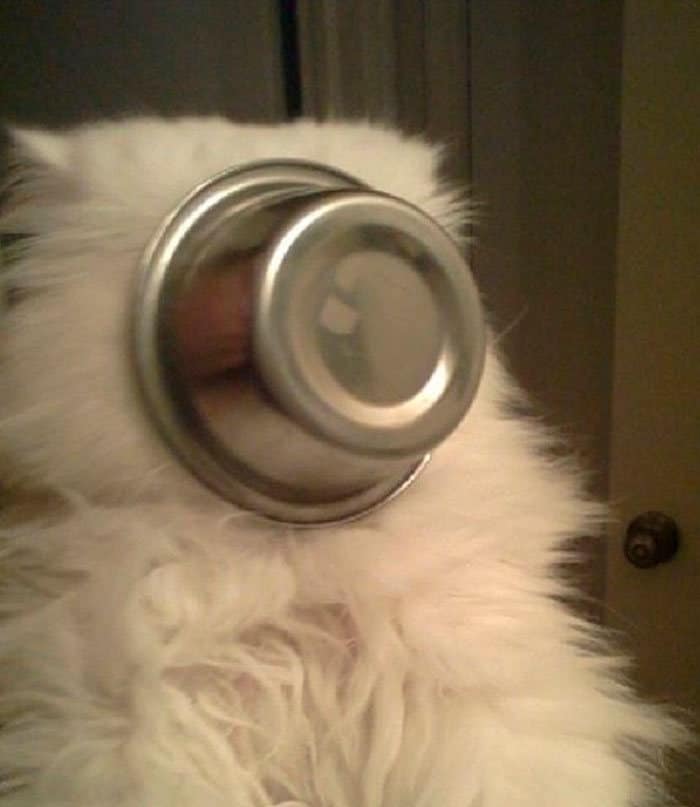 40 pobre animais que não tiveram sorte na hora de comer 26