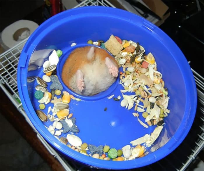 40 pobre animais que não tiveram sorte na hora de comer 27