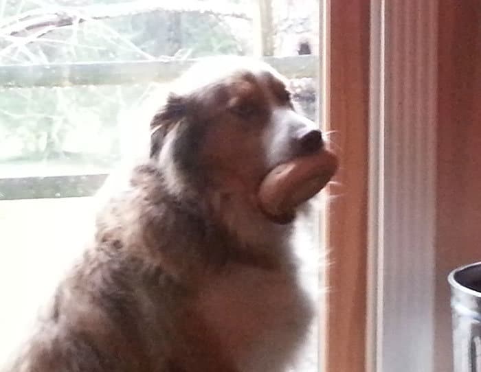 40 pobre animais que não tiveram sorte na hora de comer 28