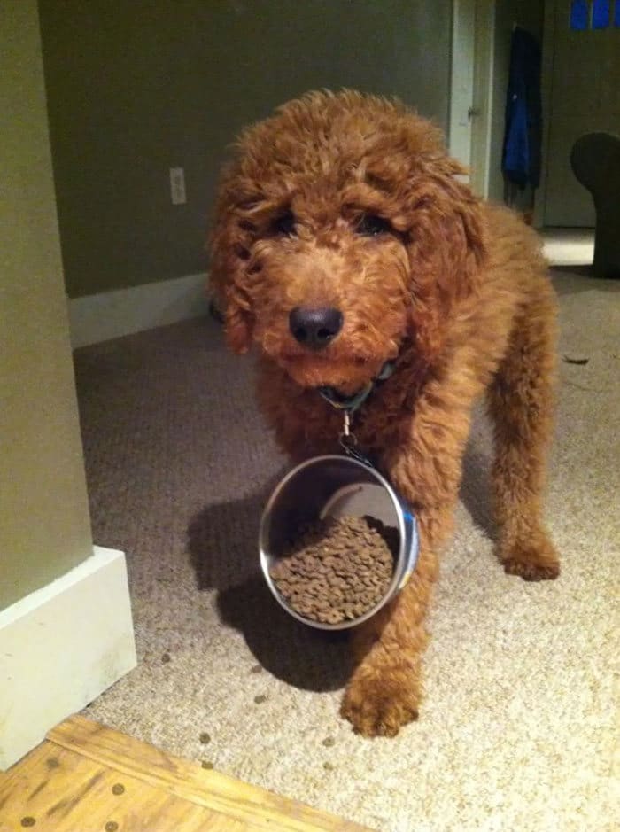 40 pobre animais que não tiveram sorte na hora de comer 30