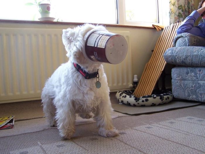 40 pobre animais que não tiveram sorte na hora de comer 31