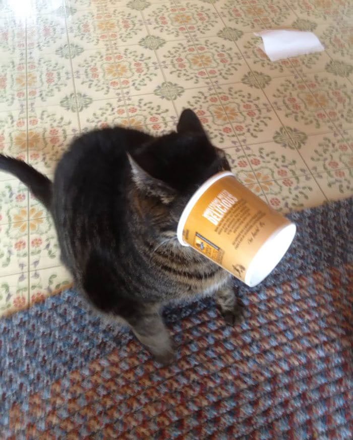 40 pobre animais que não tiveram sorte na hora de comer 32