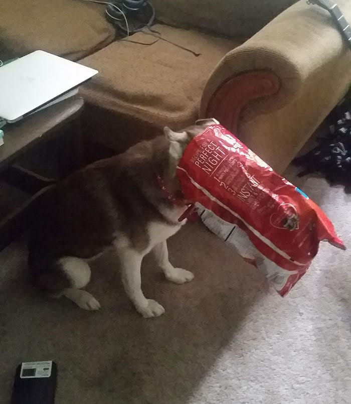 40 pobre animais que não tiveram sorte na hora de comer 33