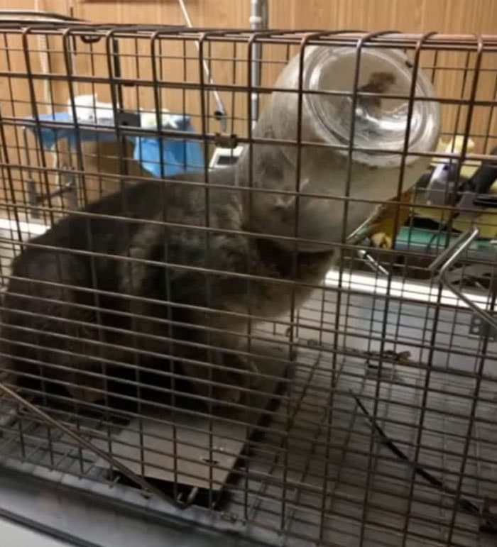 40 pobre animais que não tiveram sorte na hora de comer 34