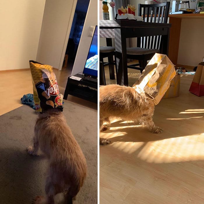 40 pobre animais que não tiveram sorte na hora de comer 37