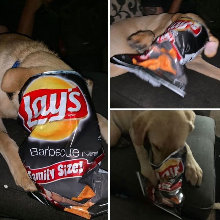 40 pobre animais que não tiveram sorte na hora de comer 40