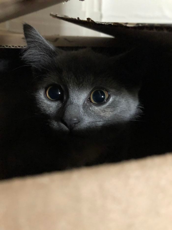 43 adoráveis ​​gatinhos no meio de um ataque furtivo 1