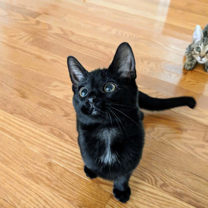 43 adoráveis ​​gatinhos no meio de um ataque furtivo 3