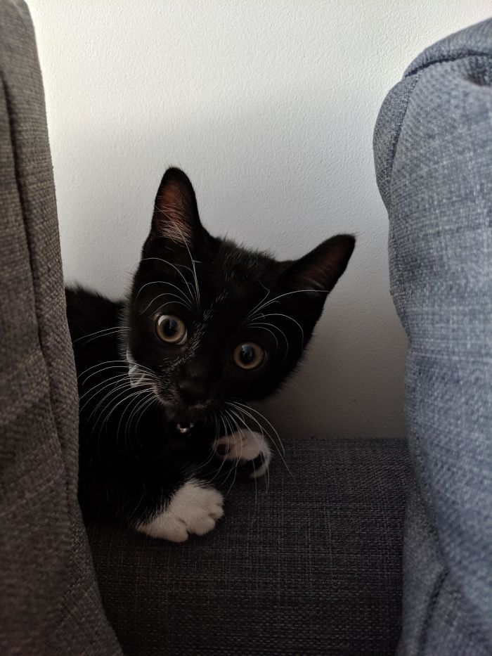 43 adoráveis ​​gatinhos no meio de um ataque furtivo 4