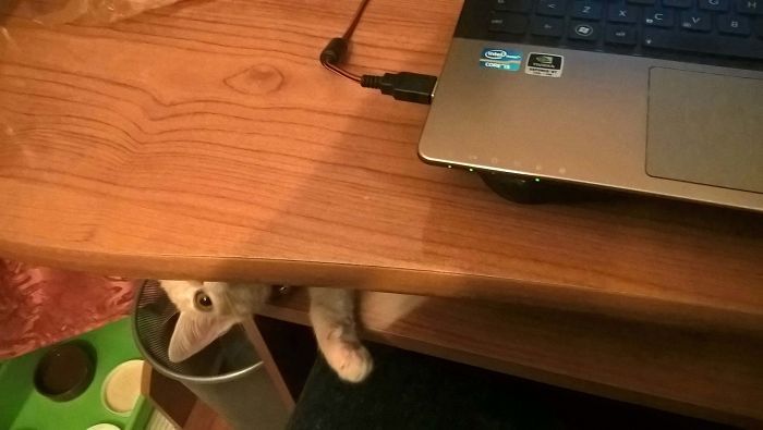 43 adoráveis ​​gatinhos no meio de um ataque furtivo 5