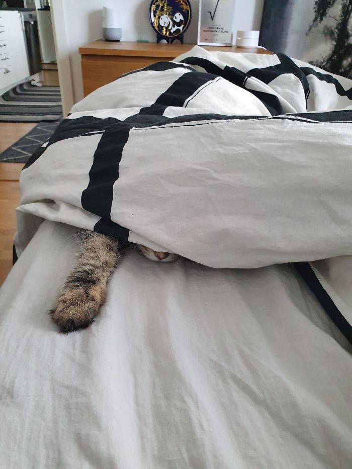 43 adoráveis ​​gatinhos no meio de um ataque furtivo 7