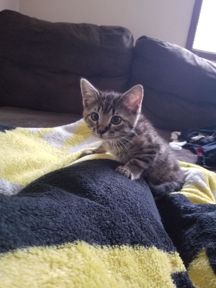 43 adoráveis ​​gatinhos no meio de um ataque furtivo 8