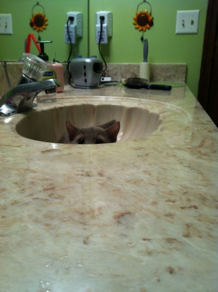 43 adoráveis ​​gatinhos no meio de um ataque furtivo 9