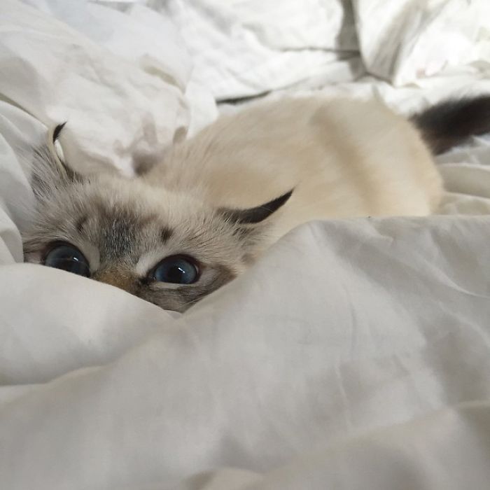 43 adoráveis ​​gatinhos no meio de um ataque furtivo 10