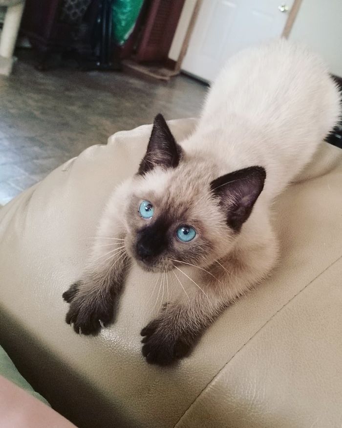 43 adoráveis ​​gatinhos no meio de um ataque furtivo 11