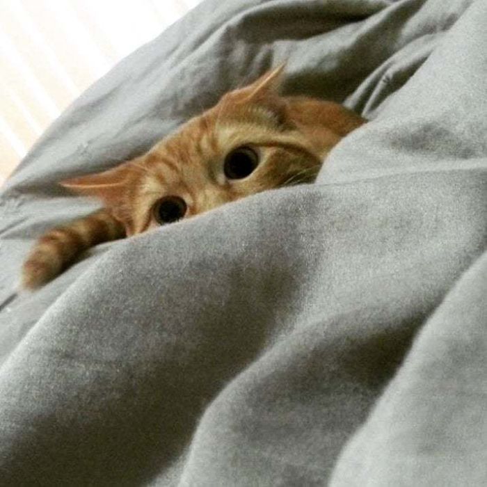 43 adoráveis ​​gatinhos no meio de um ataque furtivo 12