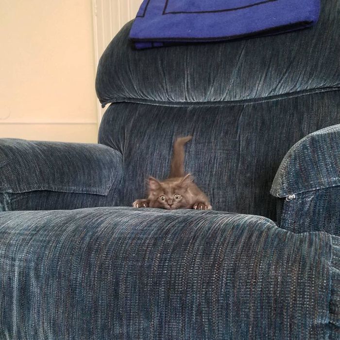 43 adoráveis ​​gatinhos no meio de um ataque furtivo 13