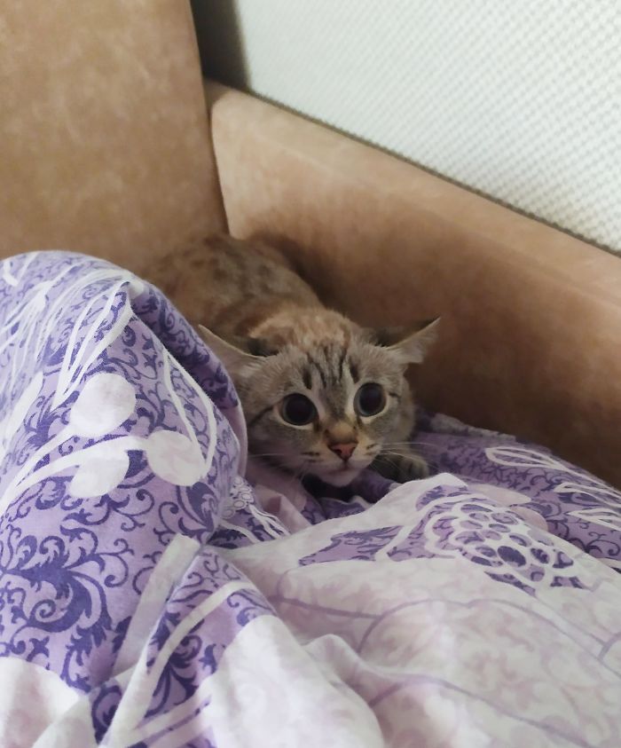 43 adoráveis ​​gatinhos no meio de um ataque furtivo 14