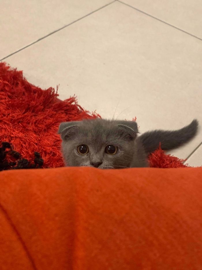 43 adoráveis ​​gatinhos no meio de um ataque furtivo 15