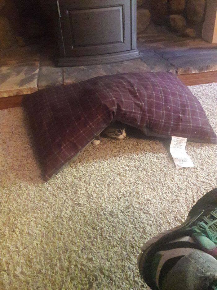 43 adoráveis ​​gatinhos no meio de um ataque furtivo 16