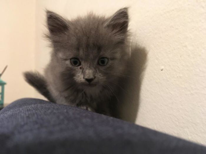 43 adoráveis ​​gatinhos no meio de um ataque furtivo 17