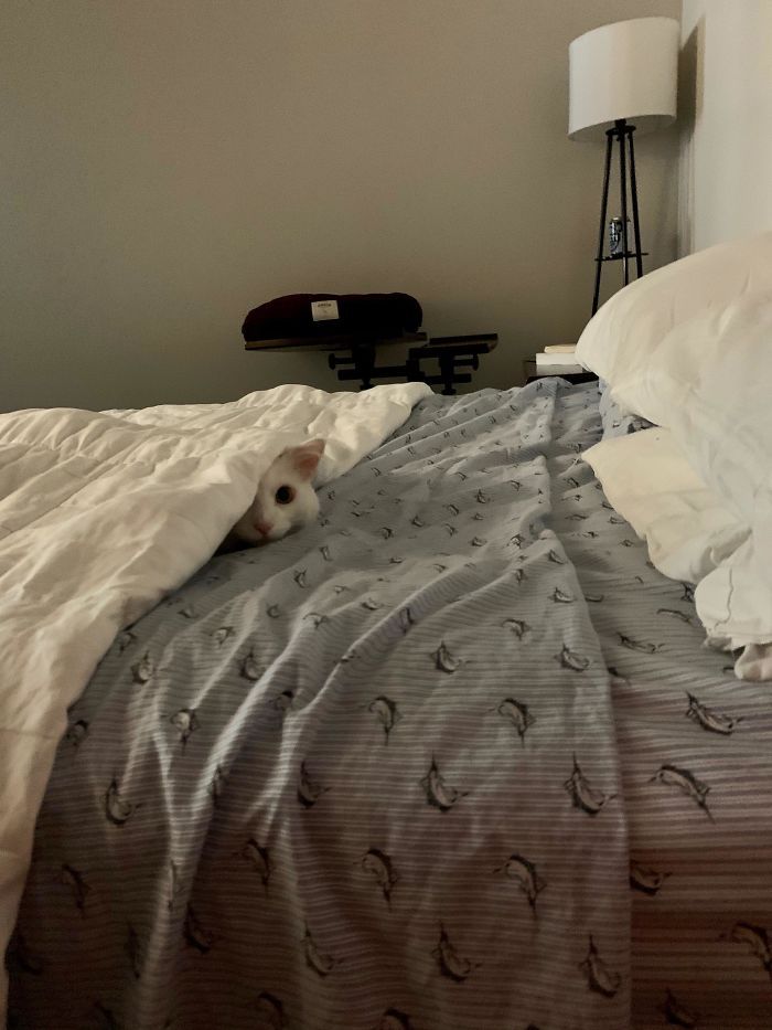 43 adoráveis ​​gatinhos no meio de um ataque furtivo 18