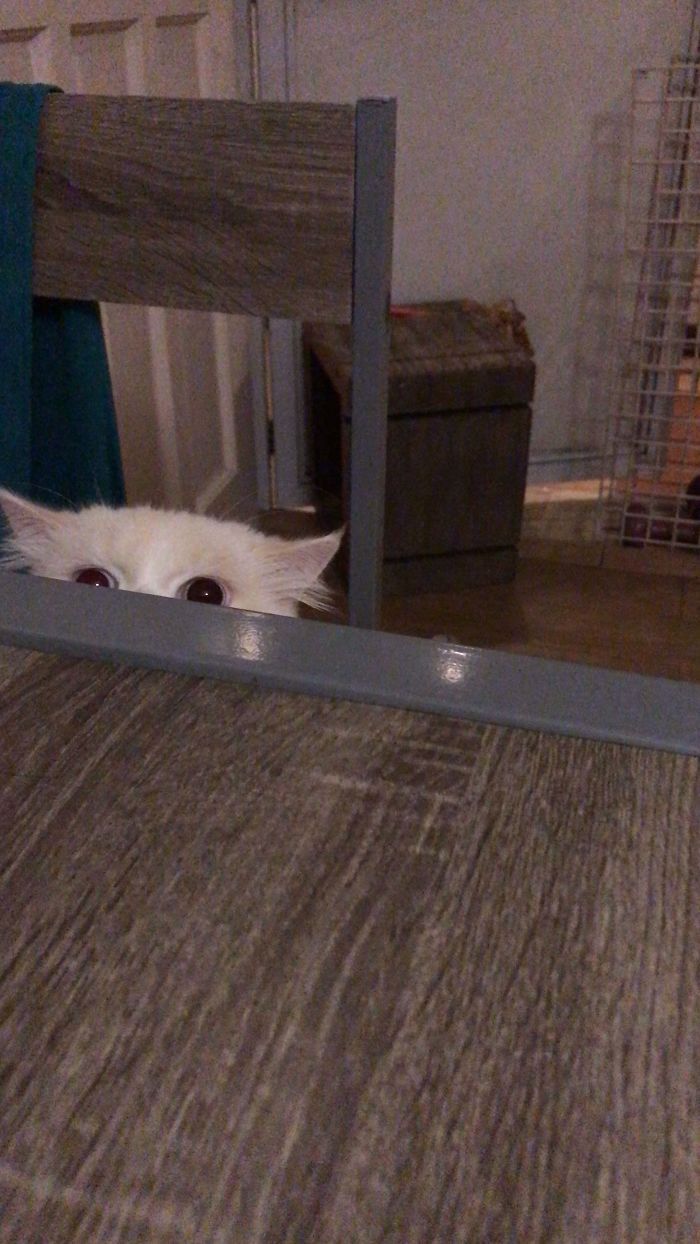 43 adoráveis ​​gatinhos no meio de um ataque furtivo 19