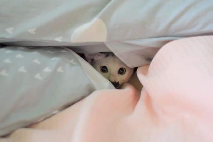 43 adoráveis ​​gatinhos no meio de um ataque furtivo 20