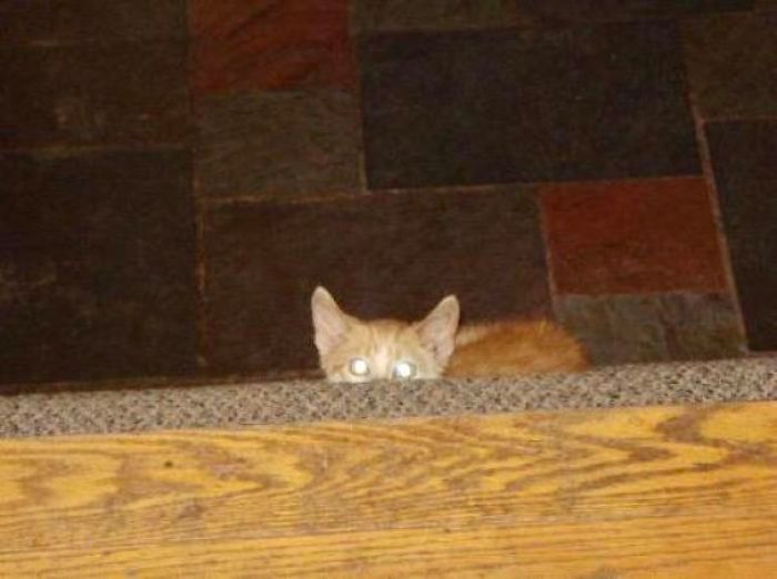 43 adoráveis ​​gatinhos no meio de um ataque furtivo 21