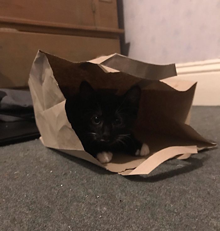 43 adoráveis ​​gatinhos no meio de um ataque furtivo 22