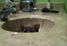 43 adoráveis ​​gatinhos no meio de um ataque furtivo 8