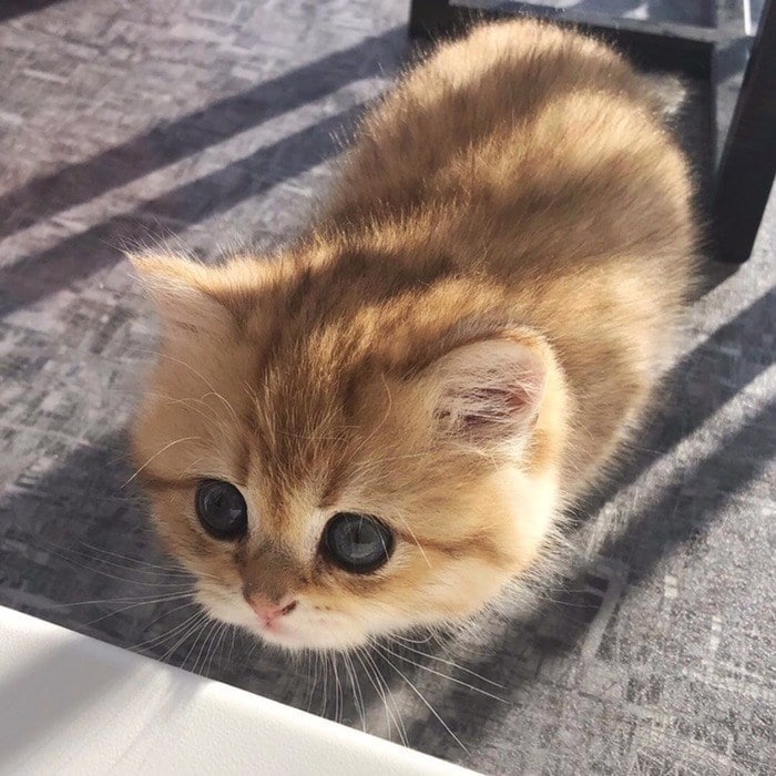 43 adoráveis ​​gatinhos no meio de um ataque furtivo 24