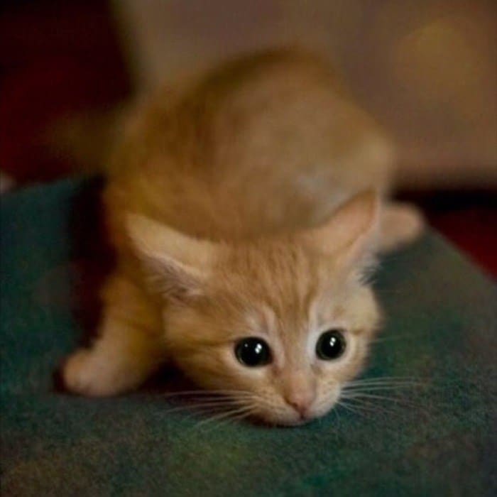 43 adoráveis ​​gatinhos no meio de um ataque furtivo 26