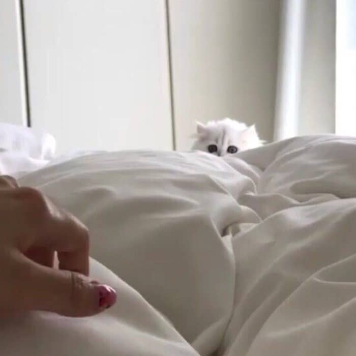 43 adoráveis ​​gatinhos no meio de um ataque furtivo 27