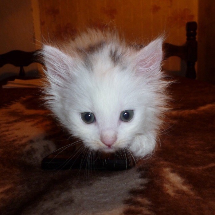 43 adoráveis ​​gatinhos no meio de um ataque furtivo 28